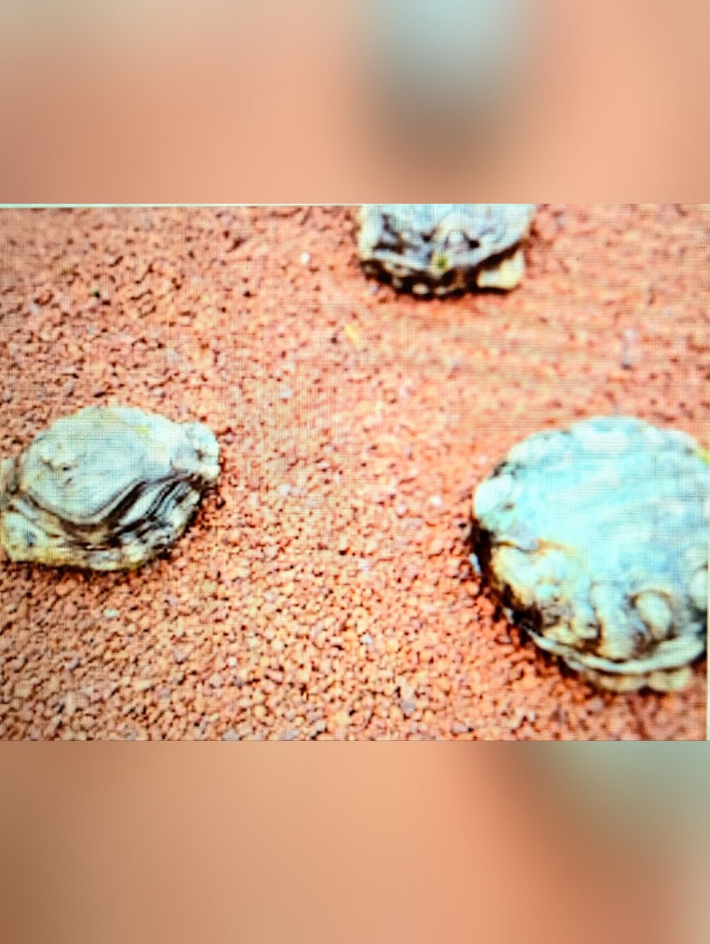 Turtle Rock